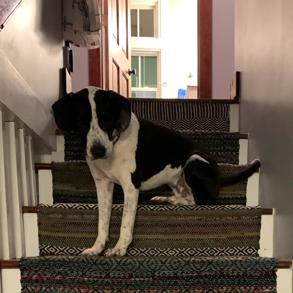 dogloveremma